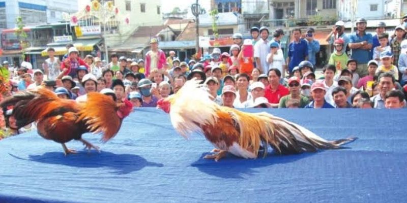 Mỗi trận đá gà thường được tổ chức theo một quy trình nhất định